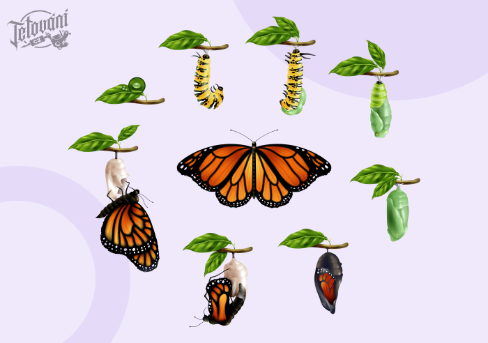  význam tetování motýla-životní cyklus