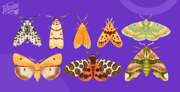 Význam tetování můry