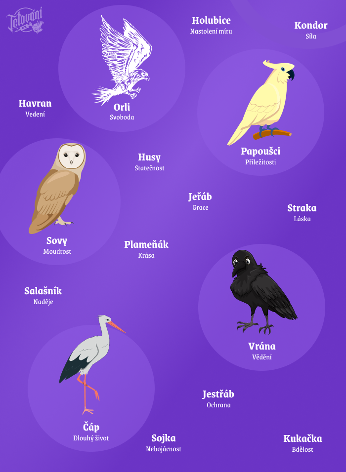 Tetova╠üni╠ü pta╠üku╠Ő