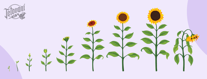  Význam tetování slunečnice - Rostlina plná radosti a štěstí