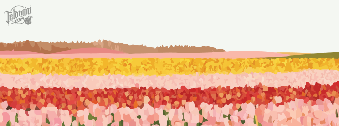 Význam tetování tulipánu - Symbol lásky a přátelství