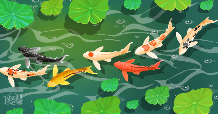  význam tetování koi kapra