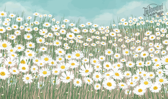 význam tetování kopretiny