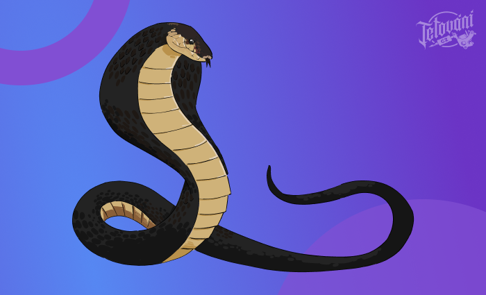  sedící kobra v pozoru