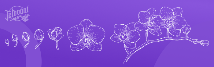 význam tetování orchideje 